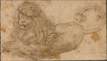 Study of a Lion (1509)