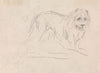 Study of a Lion.