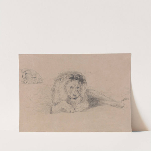 Study of a Lion and Study of a Lioness&#039; Head by John Frederick Lewis