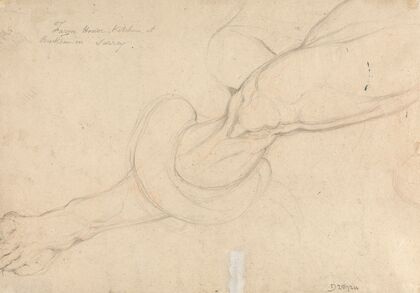 Study of a man’s leg