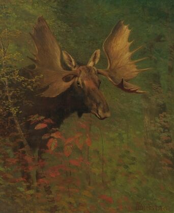 Study Of A Moose