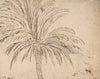 Study of a Palm Tree
