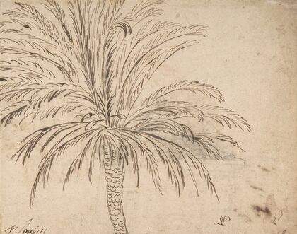 Study of a Palm Tree