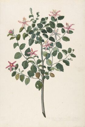 Study of a Plant with Red-Purple Flowers (Sebastiana africana purpurea)
