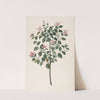 Study of a Plant with Red-Purple Flowers (Sebastiana africana purpurea) by Maria Monninckx