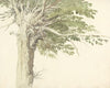 Study of a Pollarded Tree – a Willow