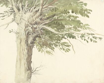 Study of a Pollarded Tree – a Willow