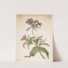 Study of a red catchfly (Lychnis hirsuta) by Herman Saftleven
