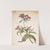 Study of a red catchfly (Lychnis hirsuta) by Herman Saftleven