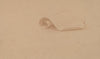 Study of a Scroll