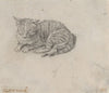 Study of a Sleeping Cat