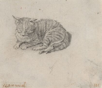 Study of a Sleeping Cat