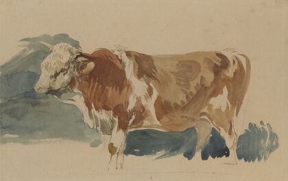 Study of a spotted ox