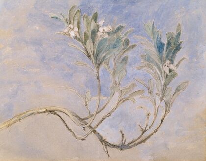 Study of a Sprig of a Myrtle Tree — size preview