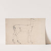 Study of a Standing Deer by Samuel Daniell