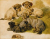 Study Of A Terrier And Puppies