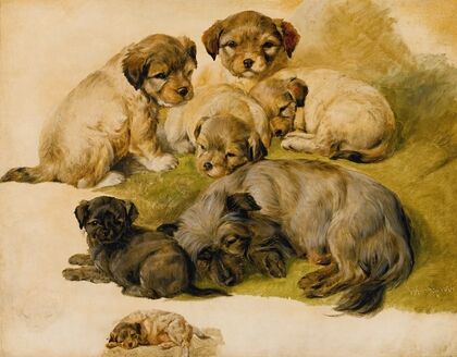 Study Of A Terrier And Puppies