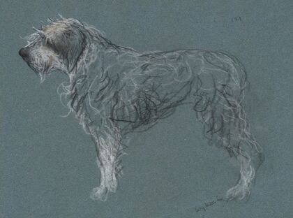 Study of a terrier