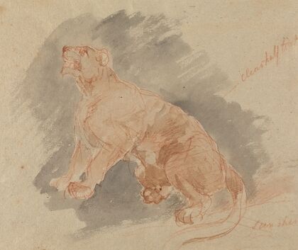 Study of a tiger