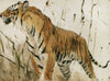 Study Of A Tiger (1890)