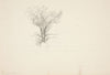 Study of a Tree