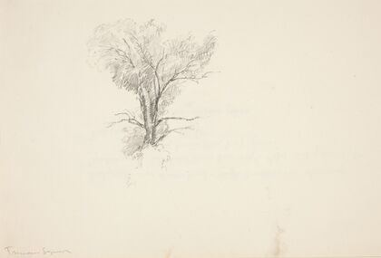 Study of a Tree
