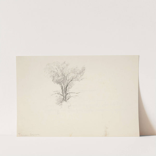Study of a Tree by Truman Seymour