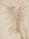 Study of a Tree