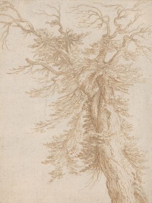 Study of a Tree