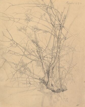 Study of a Tree Standing in Water in the Düsseldorf Hofgarten