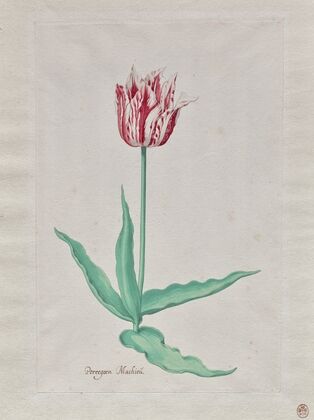 Study of a Tulip (Perregoen Machieu) (c. 1645) — size preview
