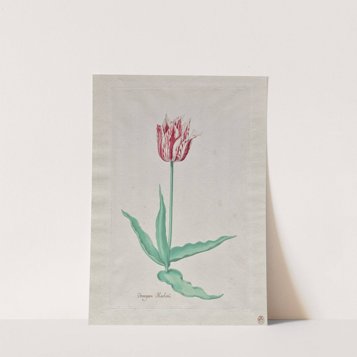 Study of a Tulip (Perregoen Machieu) (c. 1645) by Pieter Holsteyn II