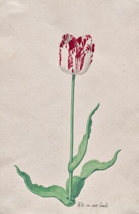 Study of a Tulip (Wit en root boode) (c. 1645)