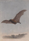 Study of a Vampire Bat