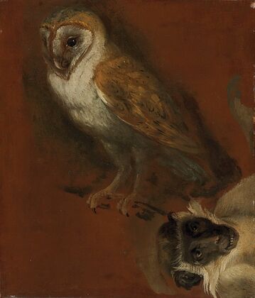 Study of an owl, with a fragmentary study of a monkey