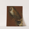 Study of an owl, with a fragmentary study of a monkey by Alexandre François Desportes