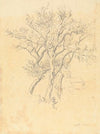 Study of Apple Trees