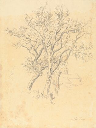 Study of Apple Trees