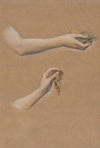 Study of Arms for ‘The Cadence of Autumn’