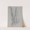 Study of Birch Trunks (Scribners&#039;) by Jervis McEntee