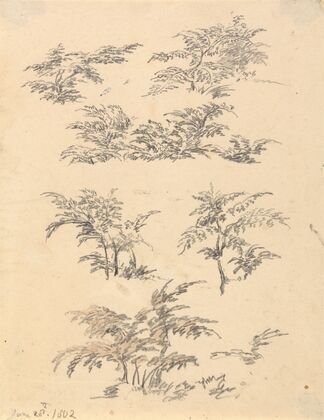 Study of Bracken