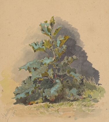 Study of Broadleaved Plant