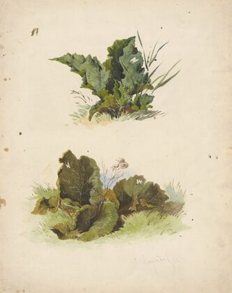Study of Broadleaved Plants