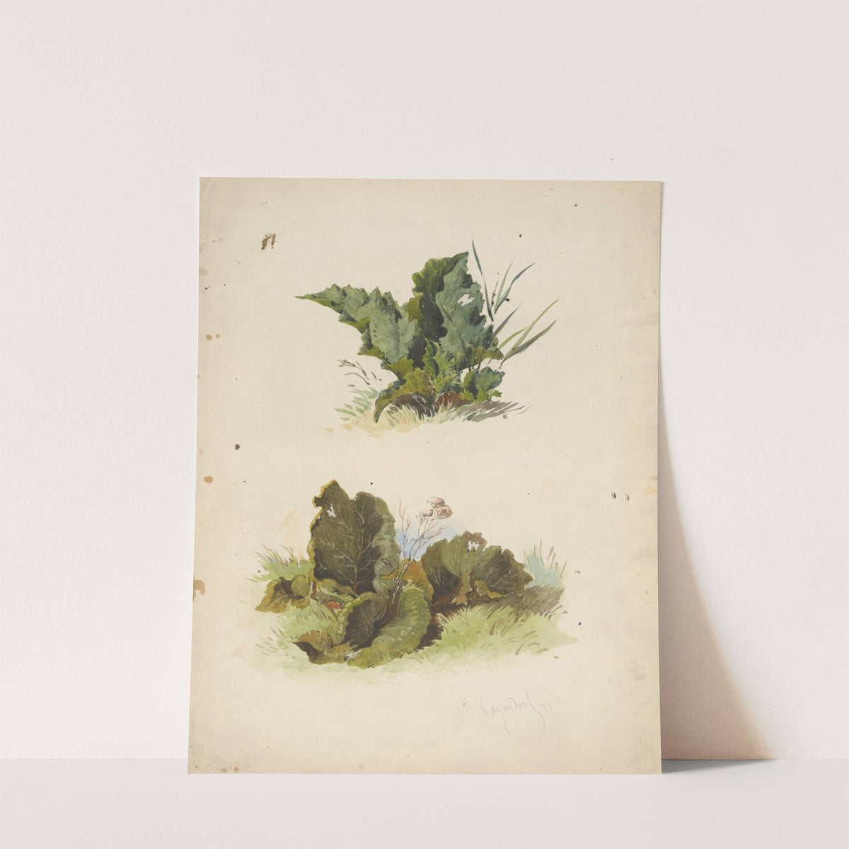 Study of Broadleaved Plants by Friedrich Carl von Scheidlin