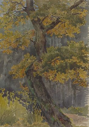 Study of Broadleaved Tree. Motif from Svätý Jur