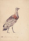 Study of bustard (1886)