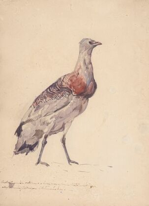 Study of bustard (1886)
