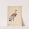 Study of bustard (1886) by Jozef Chelmonski