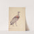 Study of bustard (1886) by Jozef Chelmonski