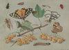 Study of Butterfly and Insects (c. 1655)